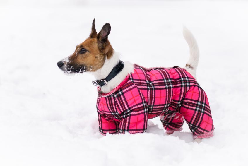 Comment hydrater la peau de mon chien