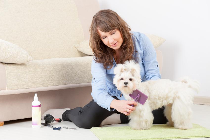 Comment hydrater la peau de mon chien