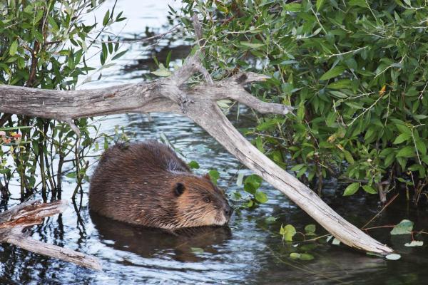 Espèces de castors - Castor du Canada (Castor canadensis)