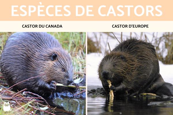 Espèces de castors
