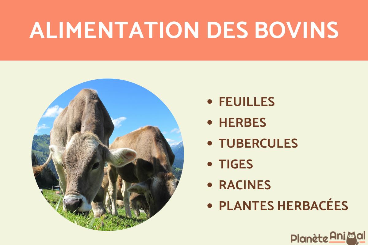 Que mange une vache - Alimentation de la vache