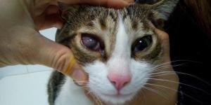 Kératite chez le chat - Types, symptômes et traitement