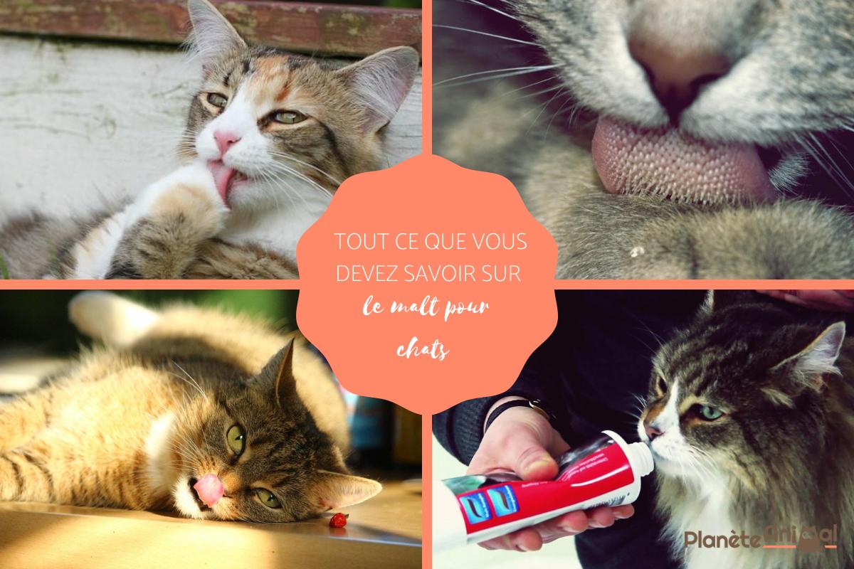 Malt pour chat
