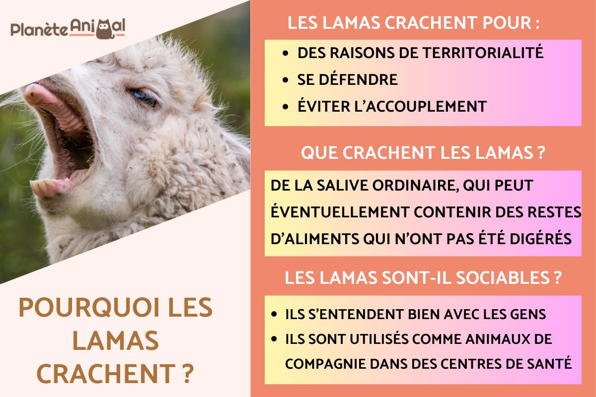 Pourquoi les lamas crachent ?