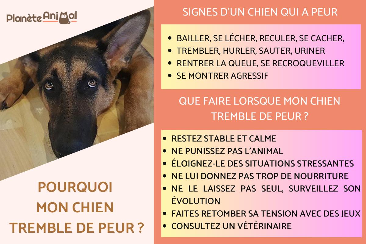 Pourquoi mon chien tremble de peur