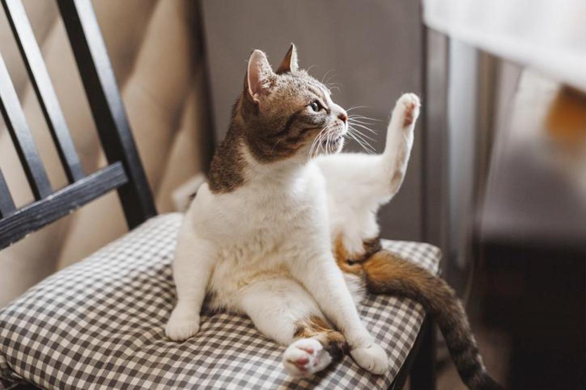 Mon chat se lèche beaucoup l