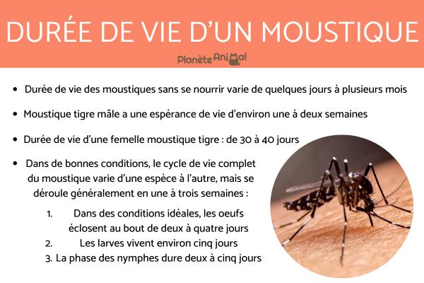 Durée de vie d'un moustique