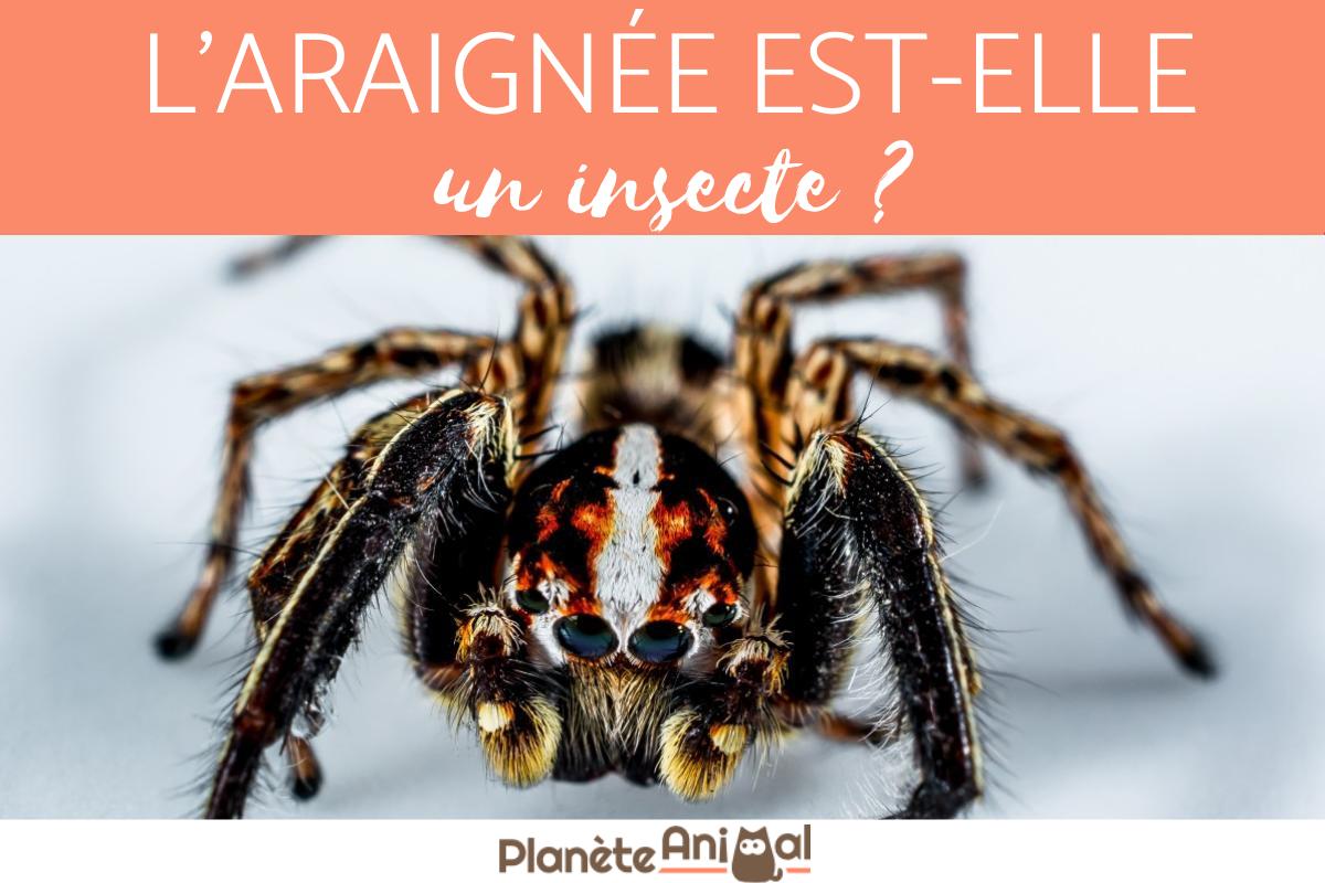 L'araignée est-elle un insecte ?
