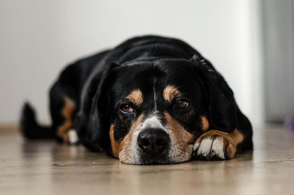 Chien qui bave Causes, Traitements et Diagnostic