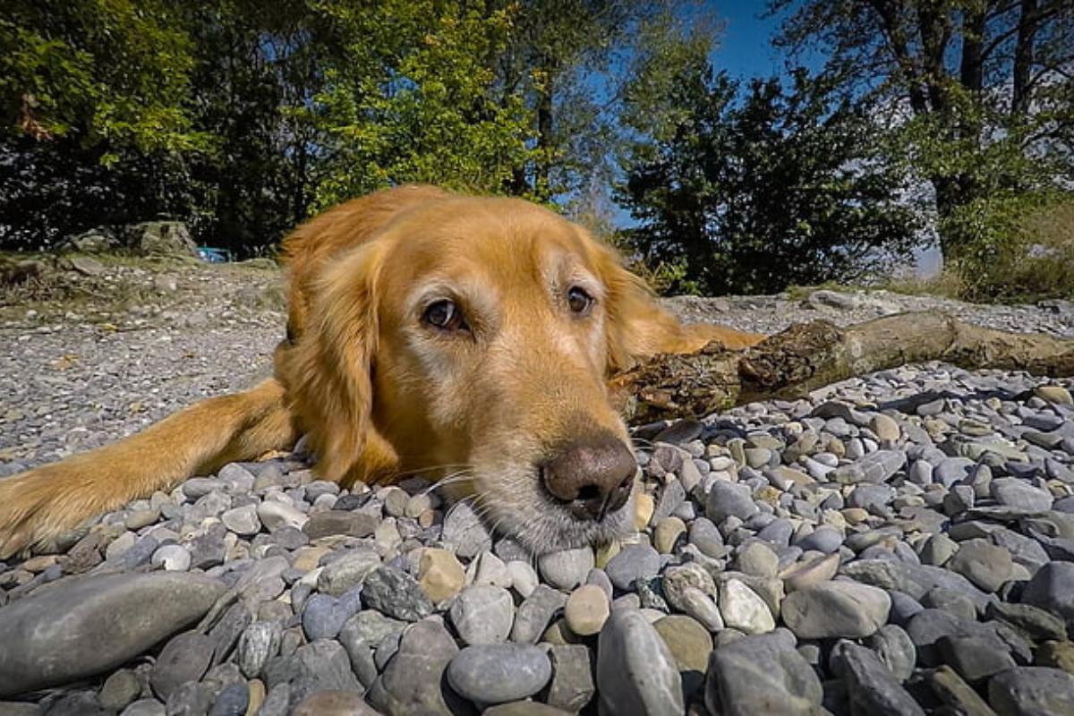 Pourquoi mon chien mange des cailloux