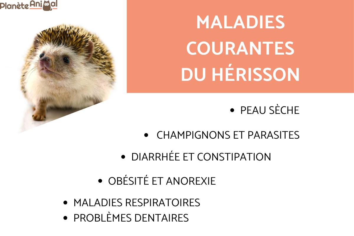 Maladies courantes du hérisson