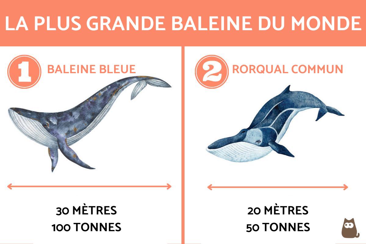 La plus grande baleine du monde - combien elle mesure et caractéristiques