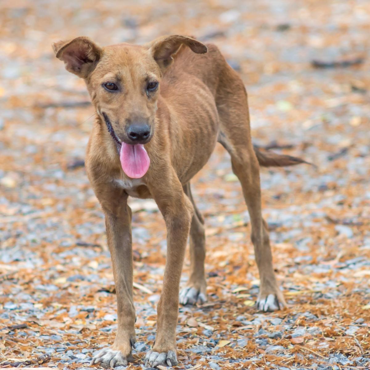 Soins et alimentation pour un chien souffrant de malnutrition
