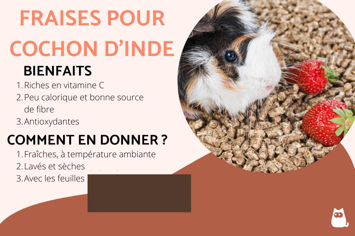 Les cochons d'Inde peuvent manger des fraises ?
