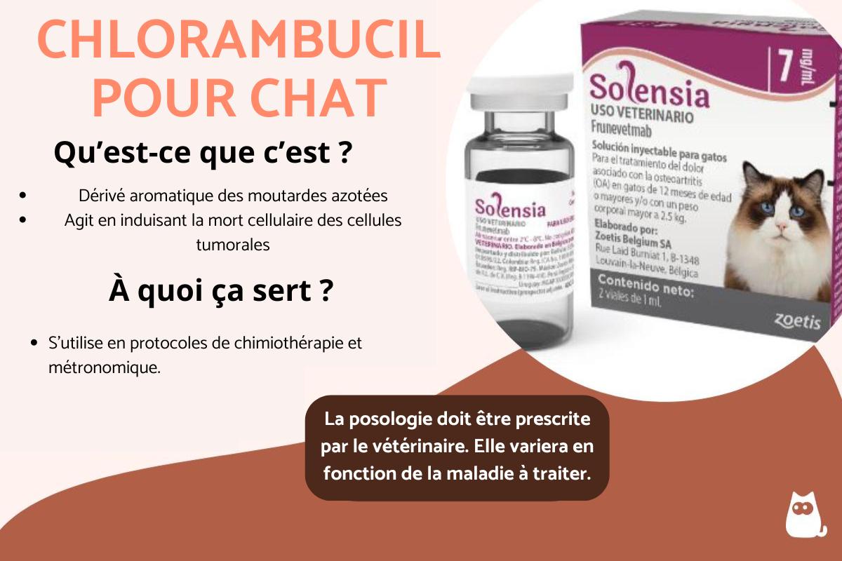 Chlorambucil pour chat : prix, posologie et effets secondaires