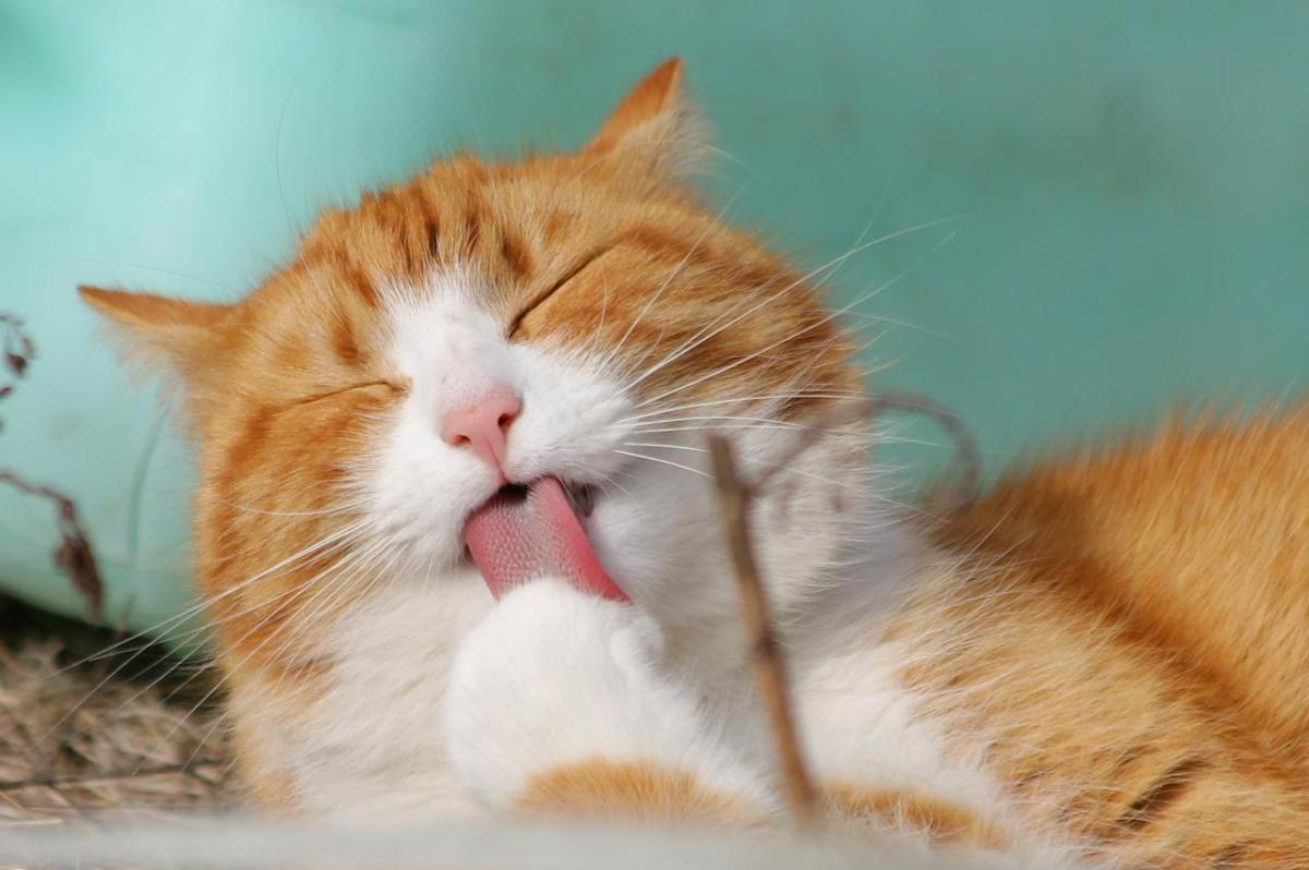 Pourquoi mon chat se lèche tout le temps