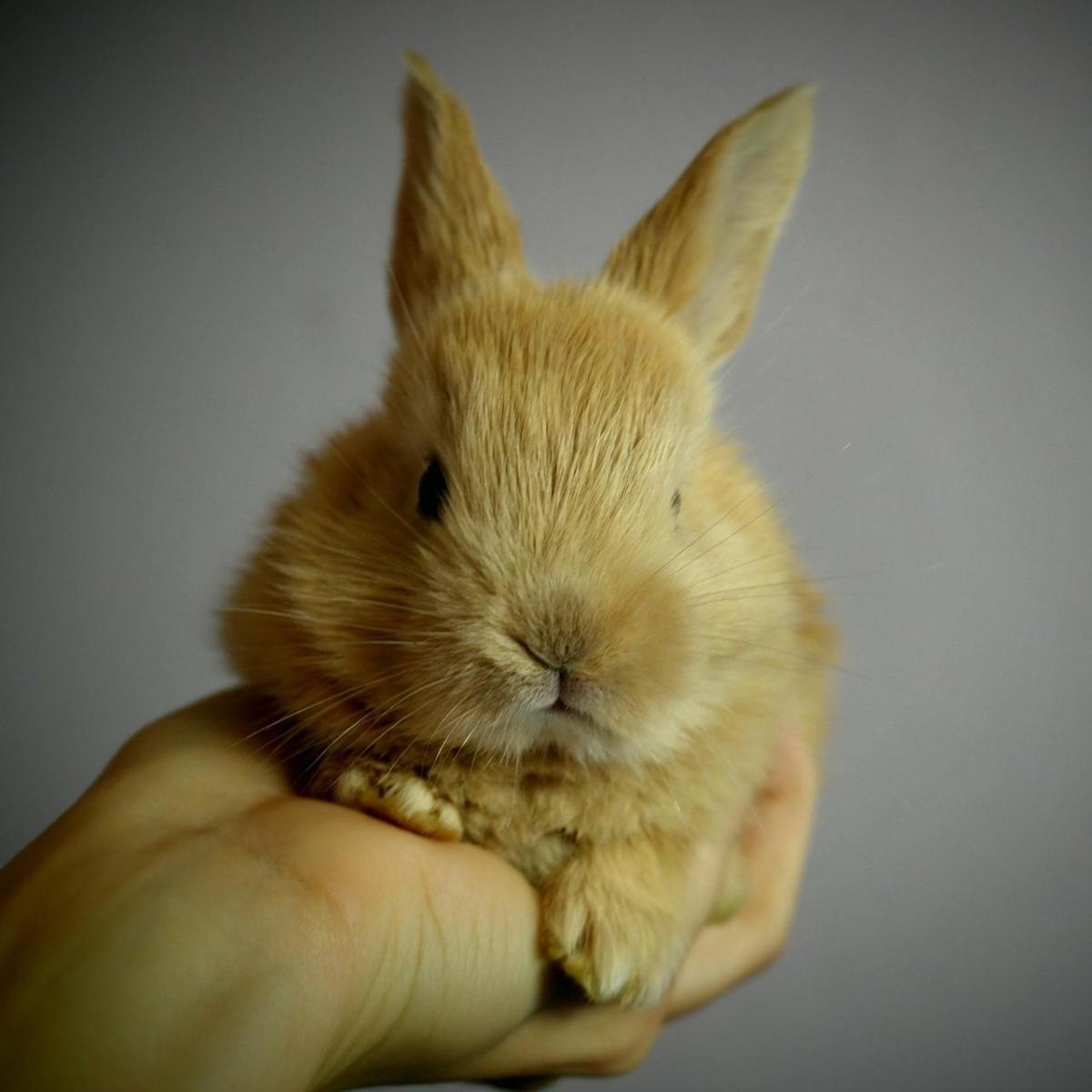 La teigne chez le lapin - Transmission et traitement