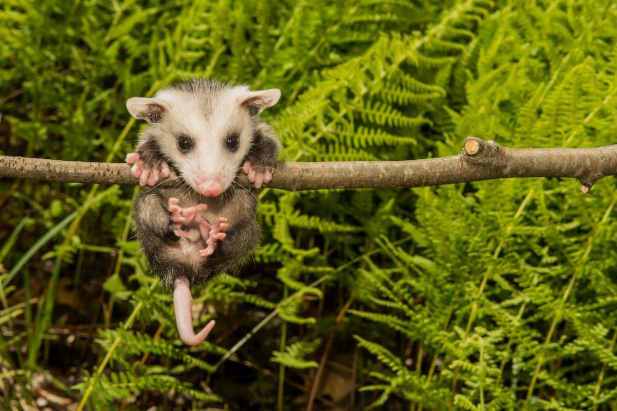 Opossums - Types, caractéristiques, alimentation et habitat