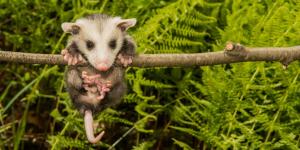 Opossums - Types, caractéristiques, alimentation et habitat