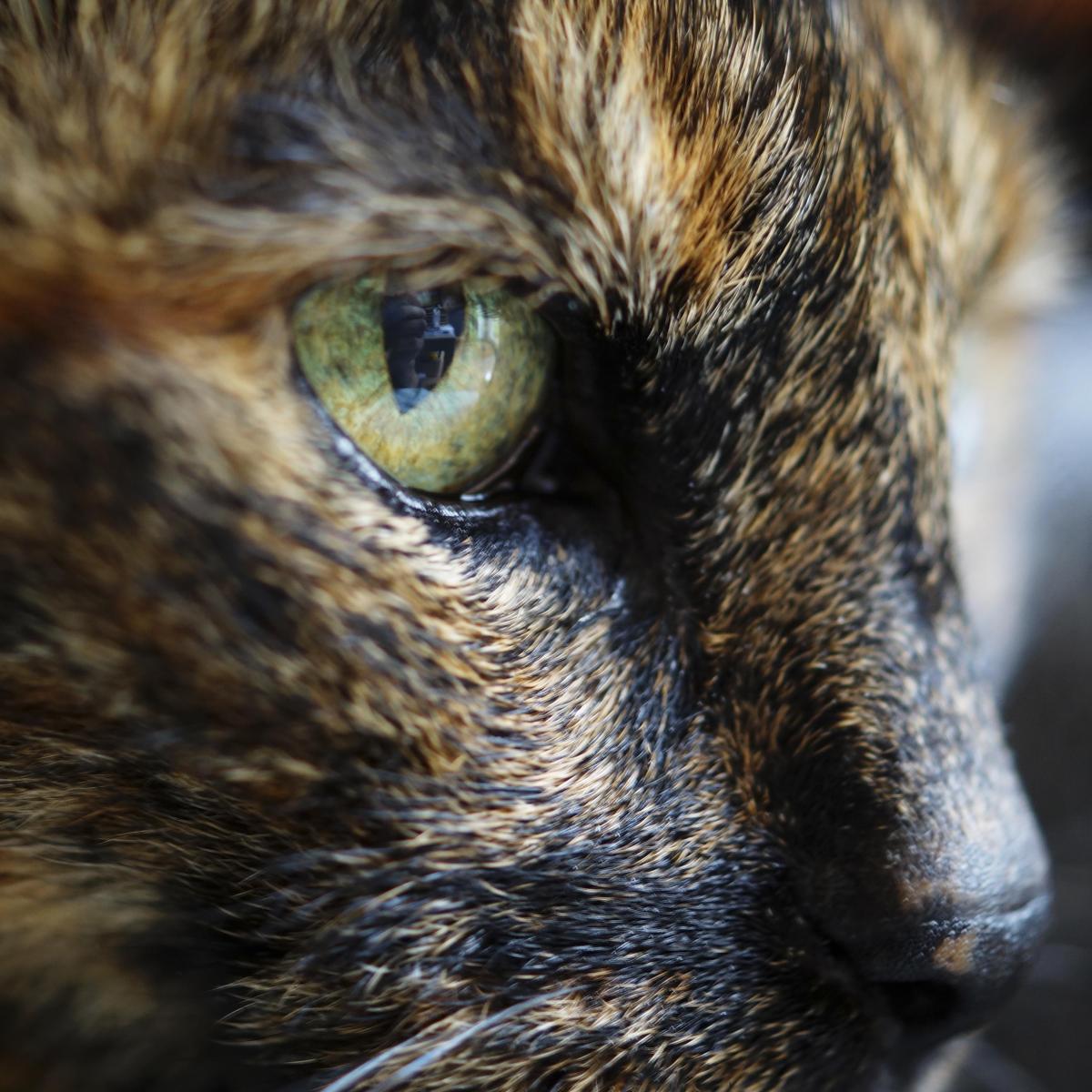 Pourquoi mon chat a-t-il les yeux qui pleurent ?