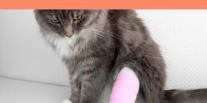Chat qui boite des pattes arrière