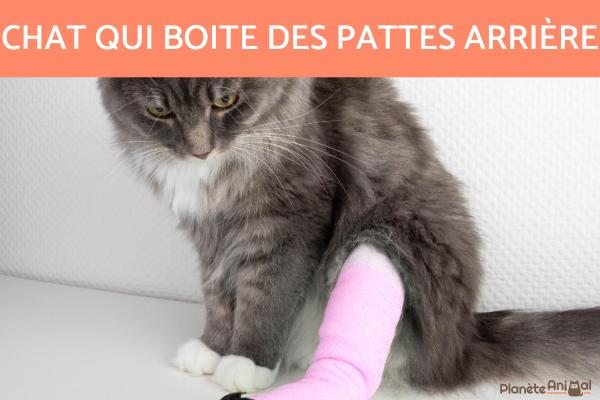 Chat qui boite des pattes arrière