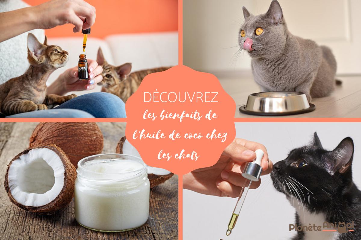 Huile de coco pour chat - Bienfaits et posologie