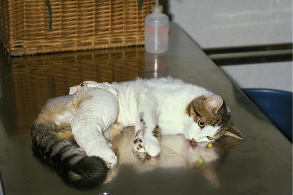 Chat qui boite des pattes arrière - Traumatismes