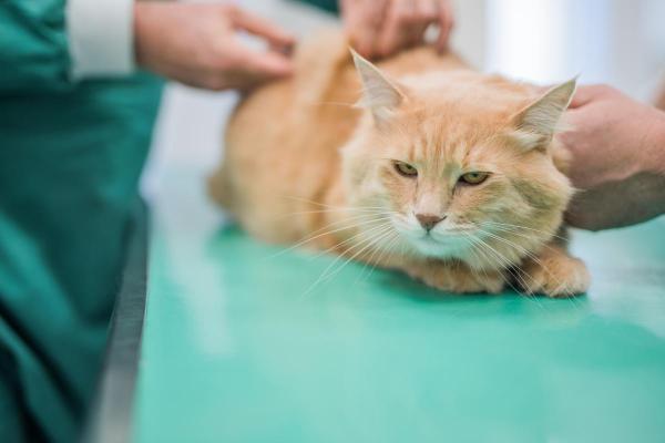 Chat qui boite des pattes arrière - Tumeur