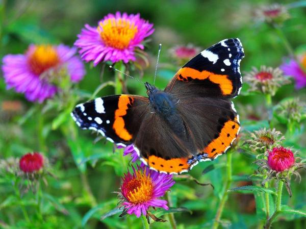 Que mange un papillon ? - Alimentation du Papillon