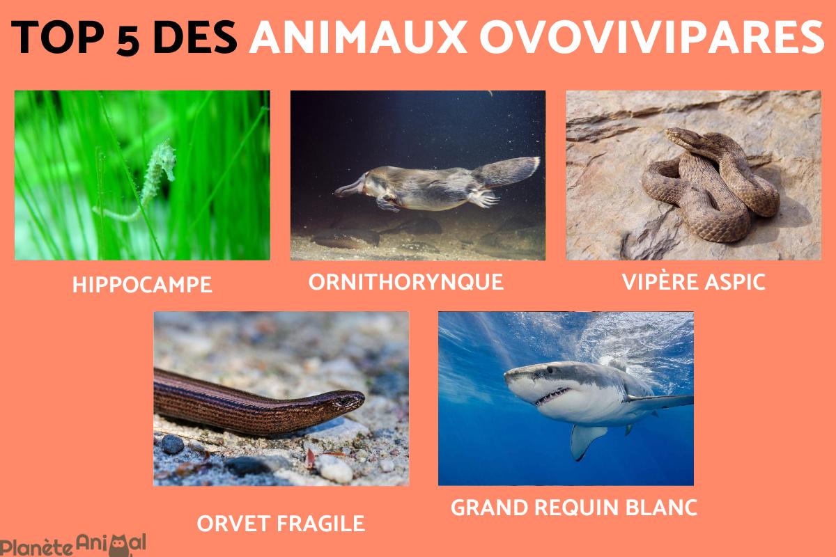 Top 5 des animaux ovovivipares