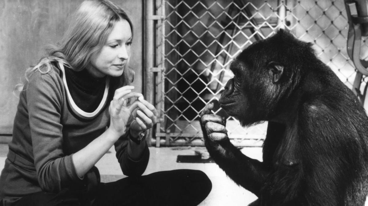 L'histoire de Koko le gorille qui parle