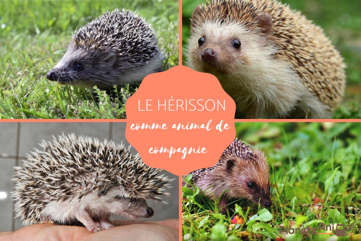 Le hérisson comme animal de compagnie