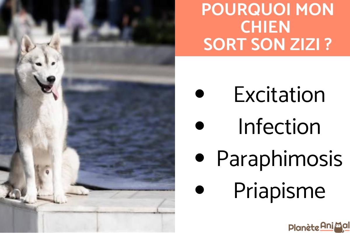 Pourquoi mon chien sort son zizi