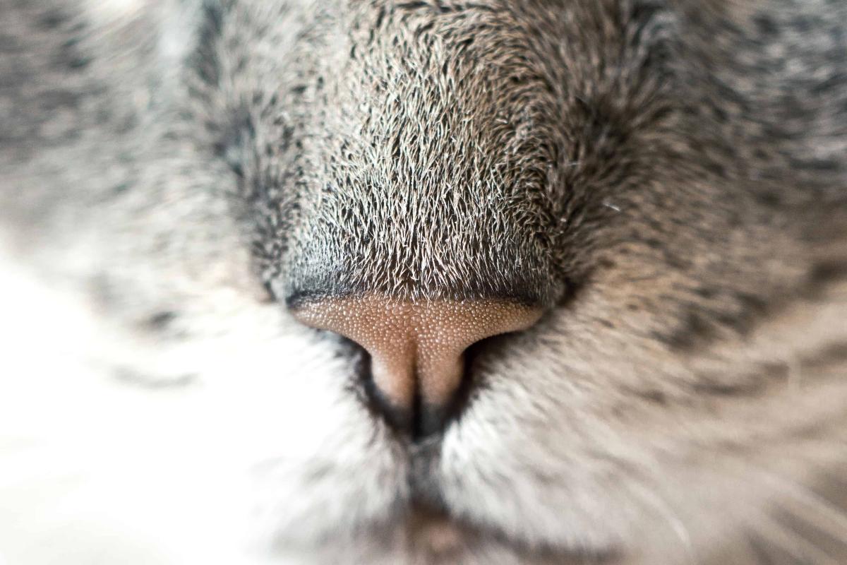 Odorat du chat Définition, fonctionnement et stimulation