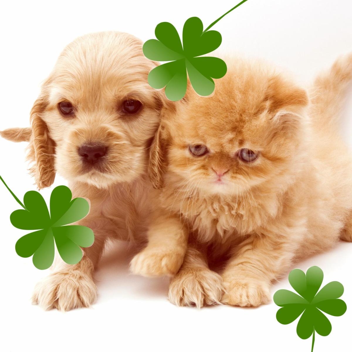 Noms irlandais pour chiens et chats