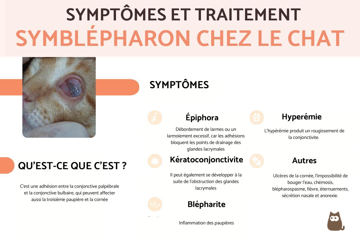 Symblépharon chez le chat : causes et traitement