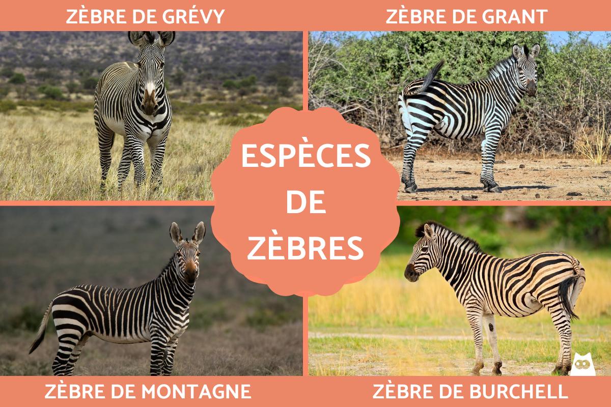Espèces de zèbres