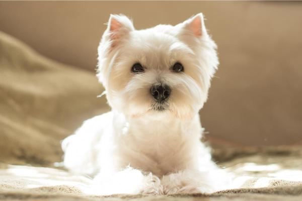 Coupe pour Westie - 1. Coupe classique Westie 
