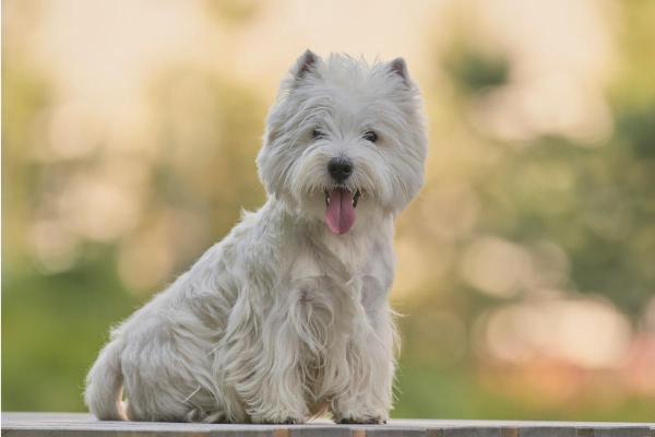 Coupe pour Westie - 2. Coupe Stripping pour Westie 