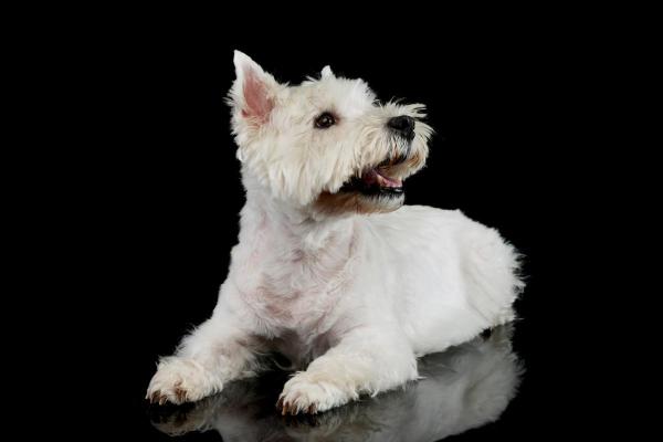 Coupe pour Westie - 3. Coupe chiot pour Westie 