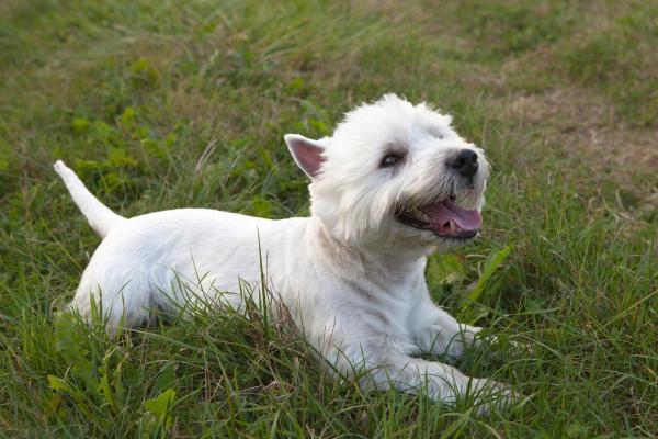 Coupe pour Westie - 4. Coup d'été pour Westie 