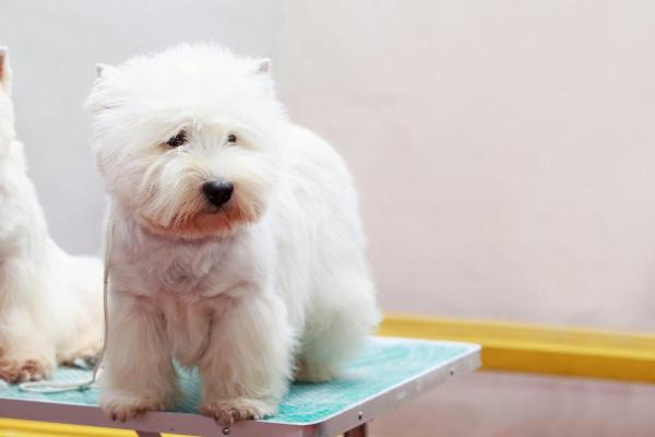 Coupe pour Westie - 5. Coupe Teddy bear pour Westie 