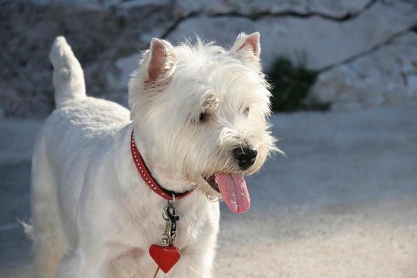 Coupe pour Westie - 6. Coupe Westie personnalisée 