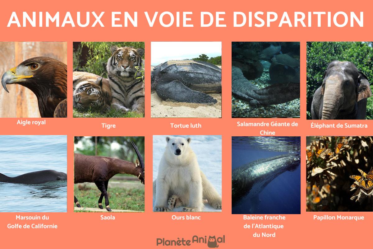  De 100 ANIMAUX En VOIE De DISPARITION Dans Le MONDE 2022 