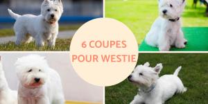 Coupe pour Westie