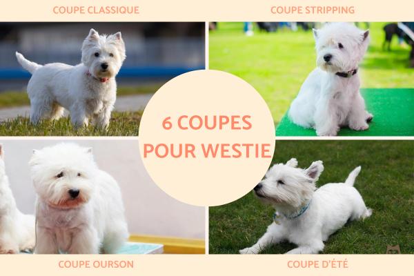 Coupe pour Westie