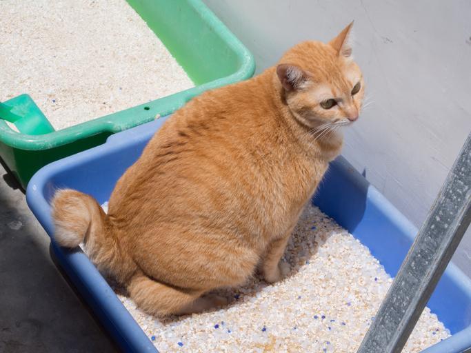 Deux chats peuvent partager la même litière ? Découvrez ce qui est bon pour eux