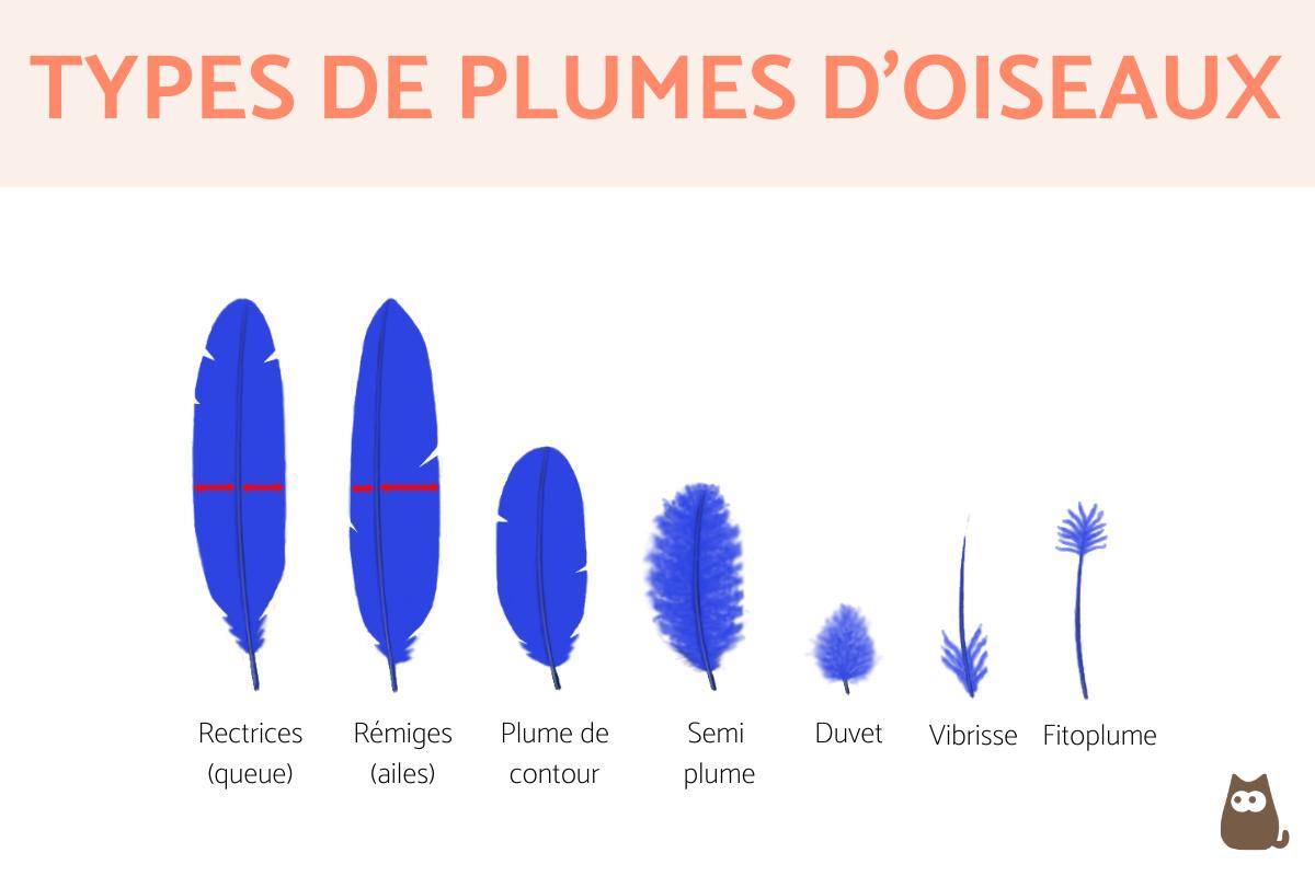 Plumes d'oiseaux - Types et caractéristiques