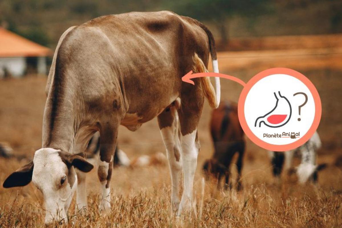 Combien d'estomacs a une vache ?